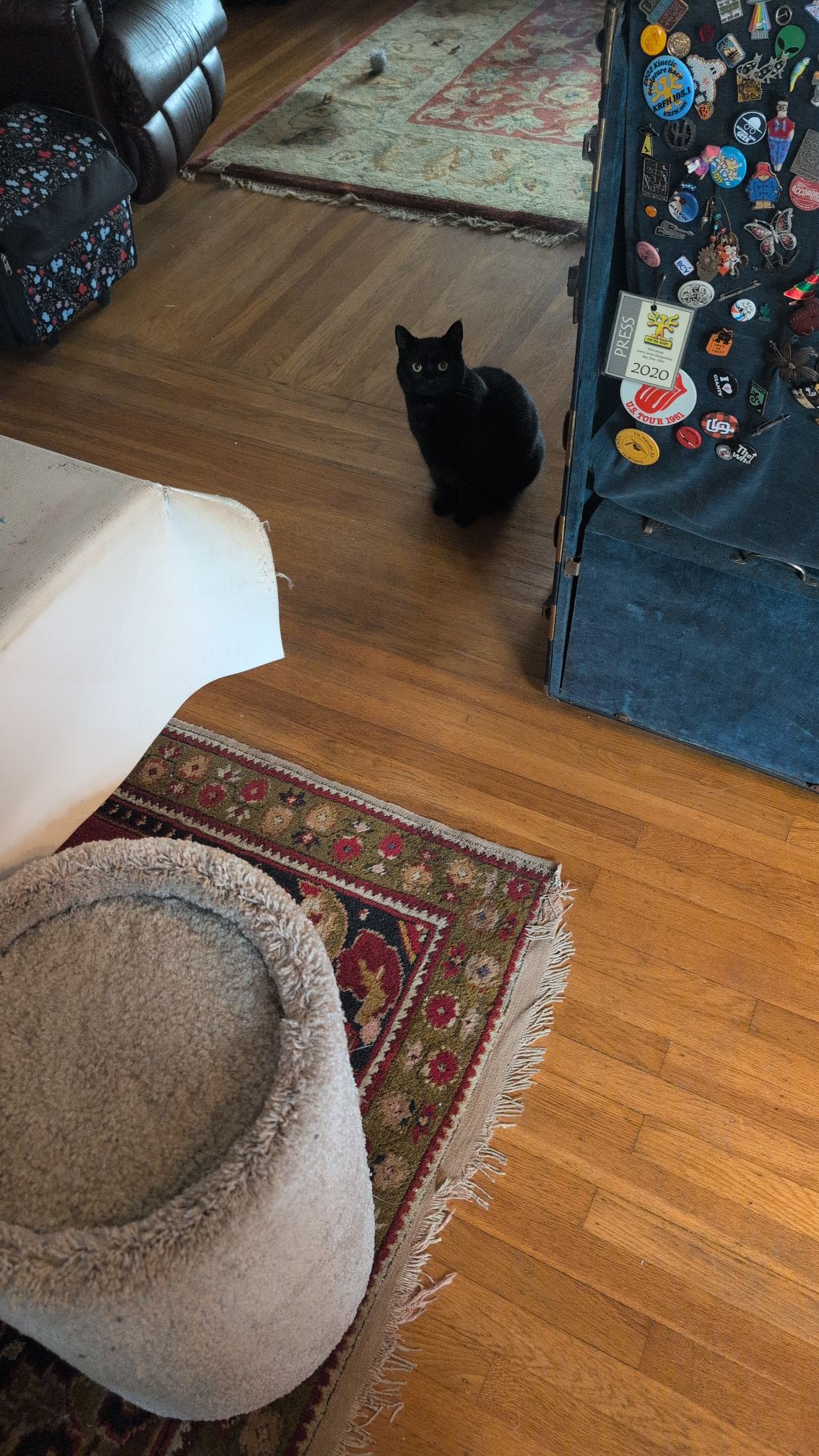 Do pictures of cats drive traffic to my site?